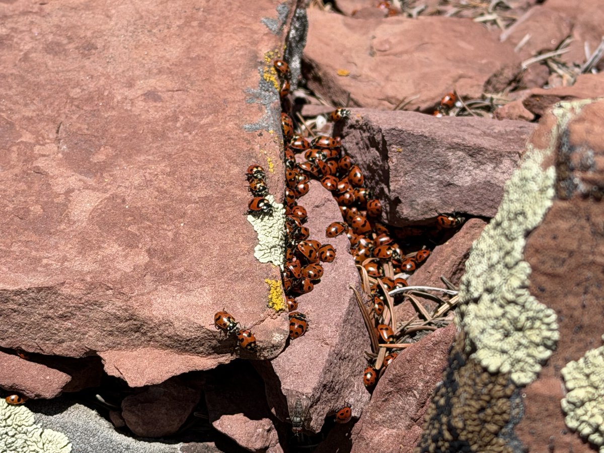 pkarren's tweet photo. Just some convergent lady beetles on Desolation Peak https://t.co/Lu8ytRCAh7