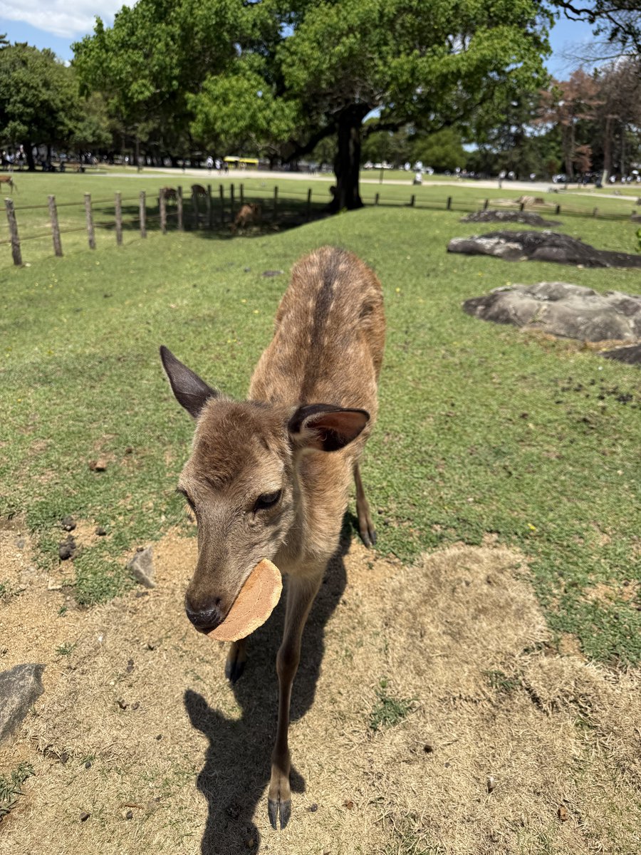 ua_watcher's tweet photo. Nara Park 🇯🇵 https://t.co/zX52O0ACL6