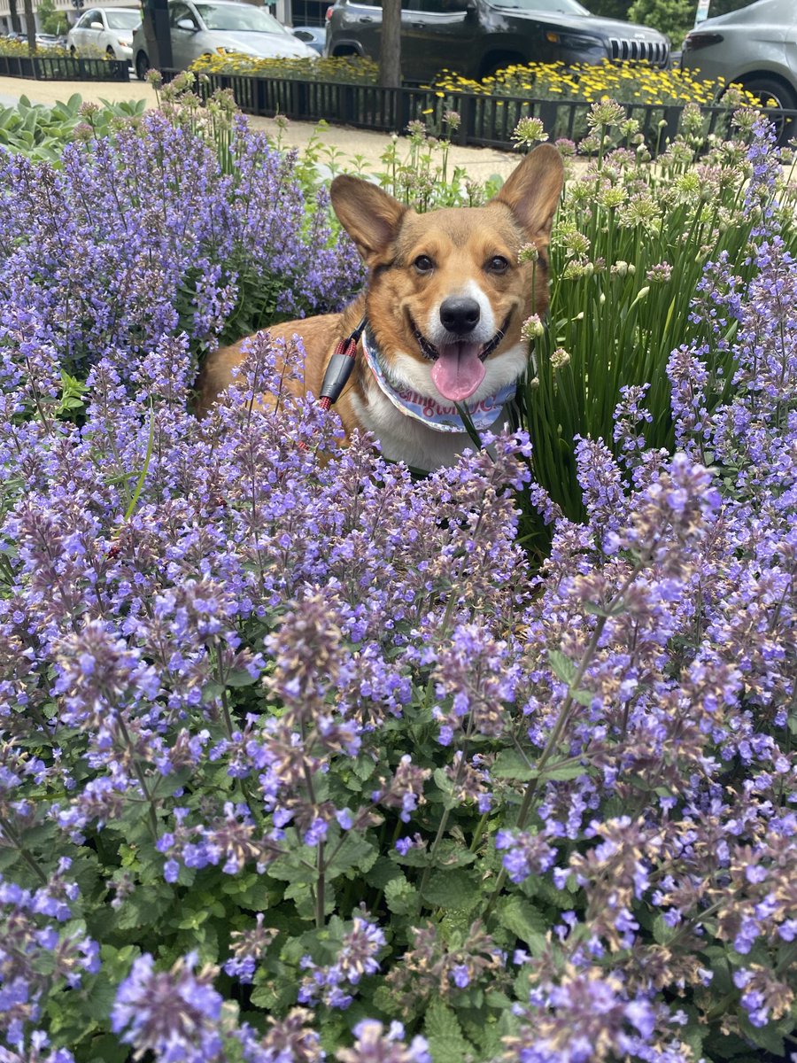 FioCDMX's tweet photo. @dog_rates My furboy Lorenzo wishes all Corgis a Happy #InternationalCorgiDay 🫶🏻💜 https://t.co/EMEyRPtwet