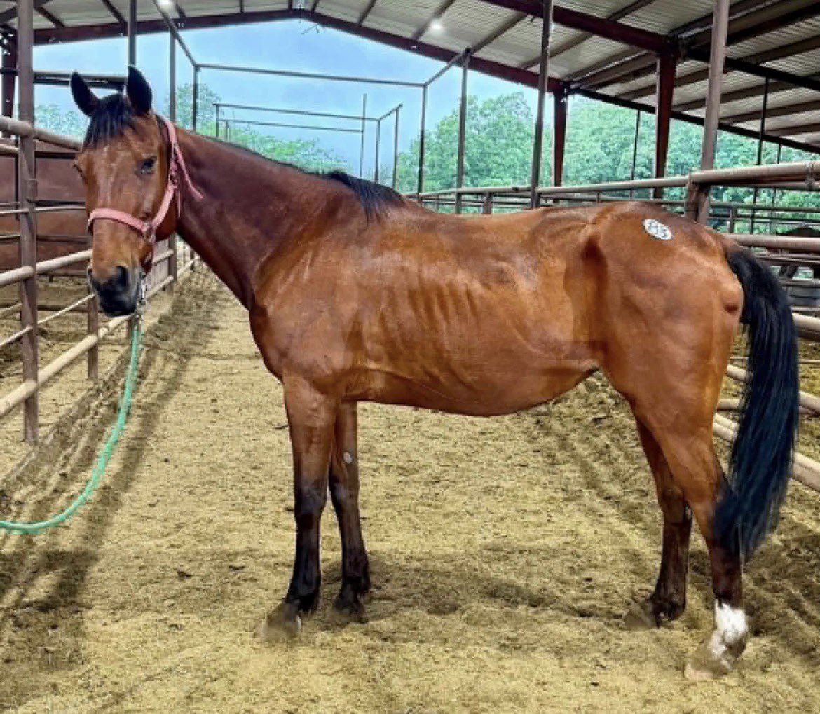 SRF_SOSS's tweet photo. ❌Long Tall Sally is tagged and chipped for slaughter. This beauty will face a HORRIFIC END Saturday NITE without help. Please help save her with shares and donations today. Sally deserves a chance at a life in safety. ❌8️⃣6️⃣9️⃣https://t.co/qmxEttTOP7 https://t.co/FDWPb5j7jM