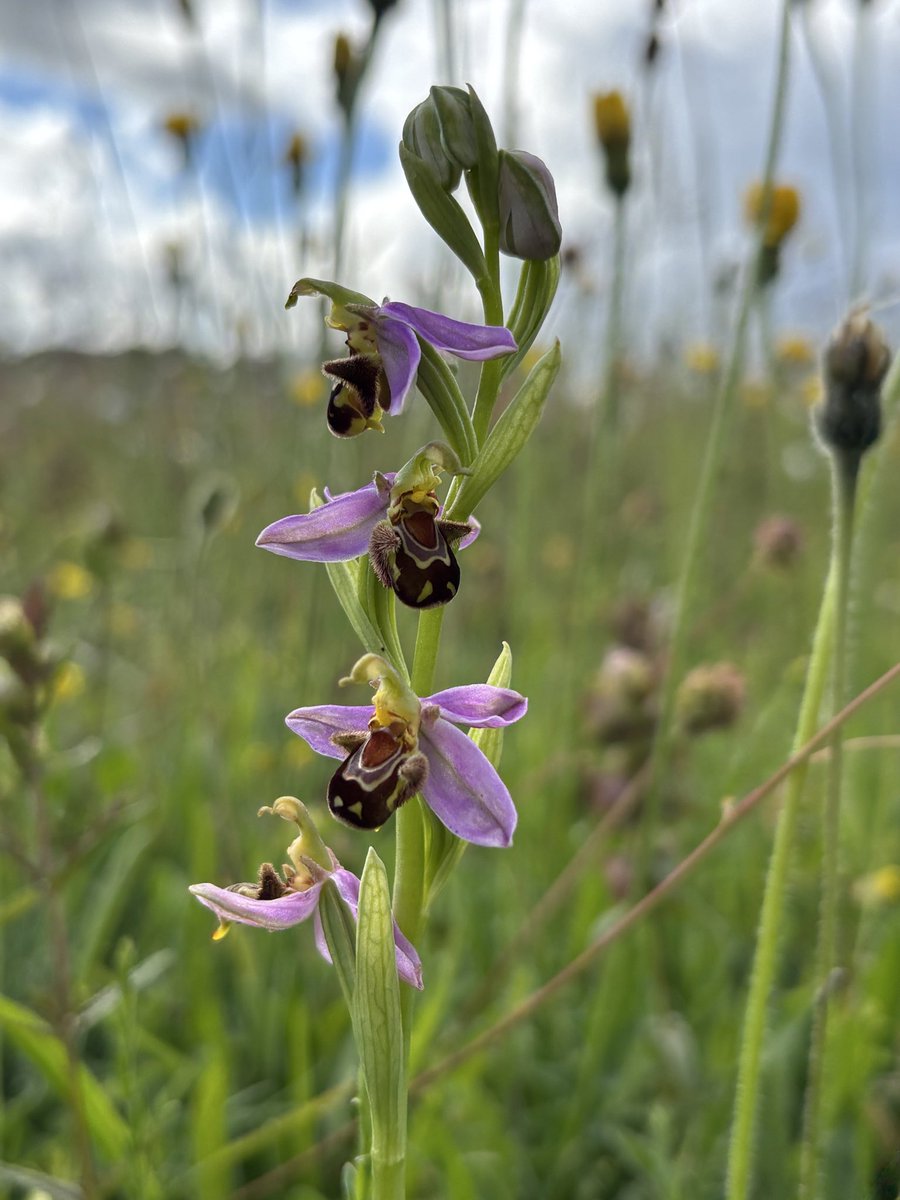 Liz_Downey_'s tweet photo. I searched everywhere for a Bee orchid at Green Down with no joy, &amp; then stumbled across lots of them at Hardington Moor NNR 😃 @BSBIbotany @wildflower_hour https://t.co/R2qWbN7C4m