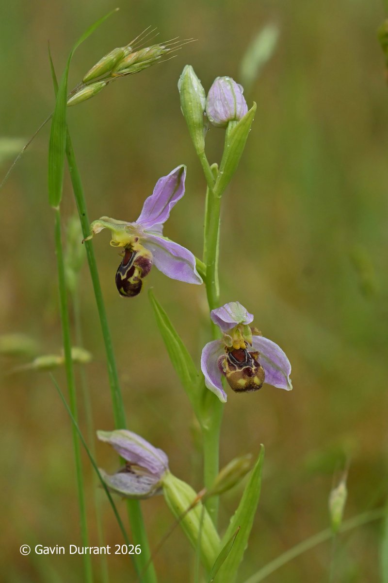 GavinDurrant1's tweet photo. Another couple of orchid species seen today were Heath Spotted and Bee Orchids @suffolkwildlife https://t.co/2w4vq3N491