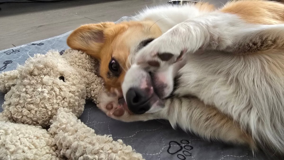 koganeritsu's tweet photo. International corgi (nephew) day https://t.co/6KGHYrjsGd
