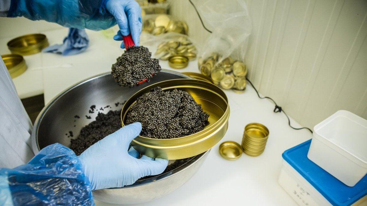 tijd's tweet photo. Royal Belgian Caviar mag nieuwe kwekerij bouwen: 'We hopen op een verdubbeling van de productie' https://t.co/fGk1lFvZ3N https://t.co/dkRU2xyDup