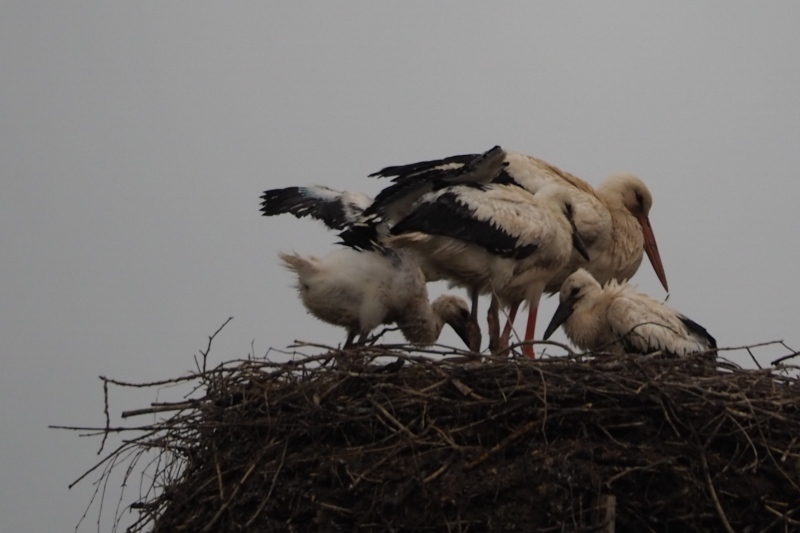 Storch_Harheim's tweet photo. Die Jungstörche nach dem Unwetter. Da es bereits ca 2 Stunden nach dem Regen vergangen war, waren sie nicht mehr so nass. Auf jeden Fall gut überstanden https://t.co/8GBLSDRD3u