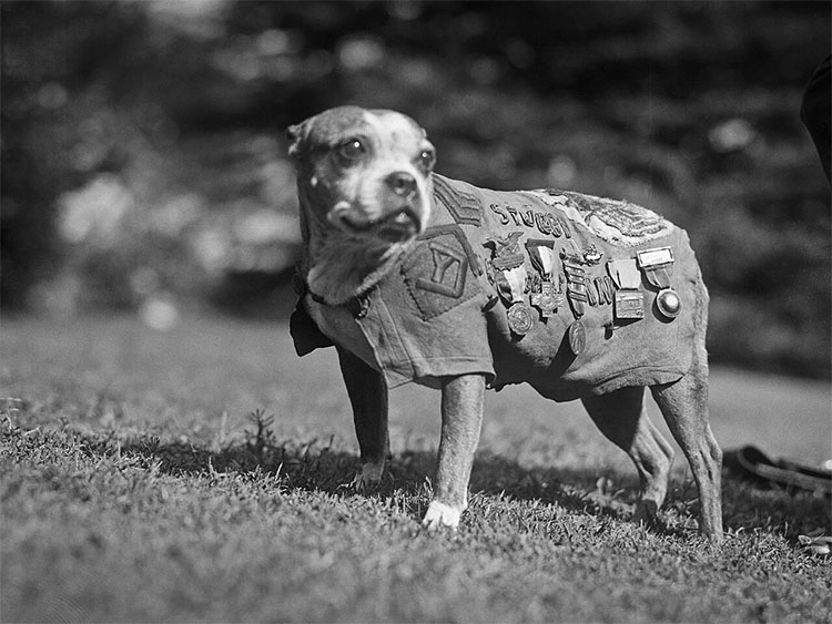 THEJeffBelanger's tweet photo. #NewEnglandLegends Podcast Episode 449 – Honoring Sgt. Stubby – we visit Veterans Memorial Park in Middletown, CT to pay our respects to a World War I Hero named Sgt. Stubby. Stubby has a story like no other Sergeant in the history of the armed forces. https://t.co/HFsQR5EGyM https://t.co/Nj5zUsXK2A