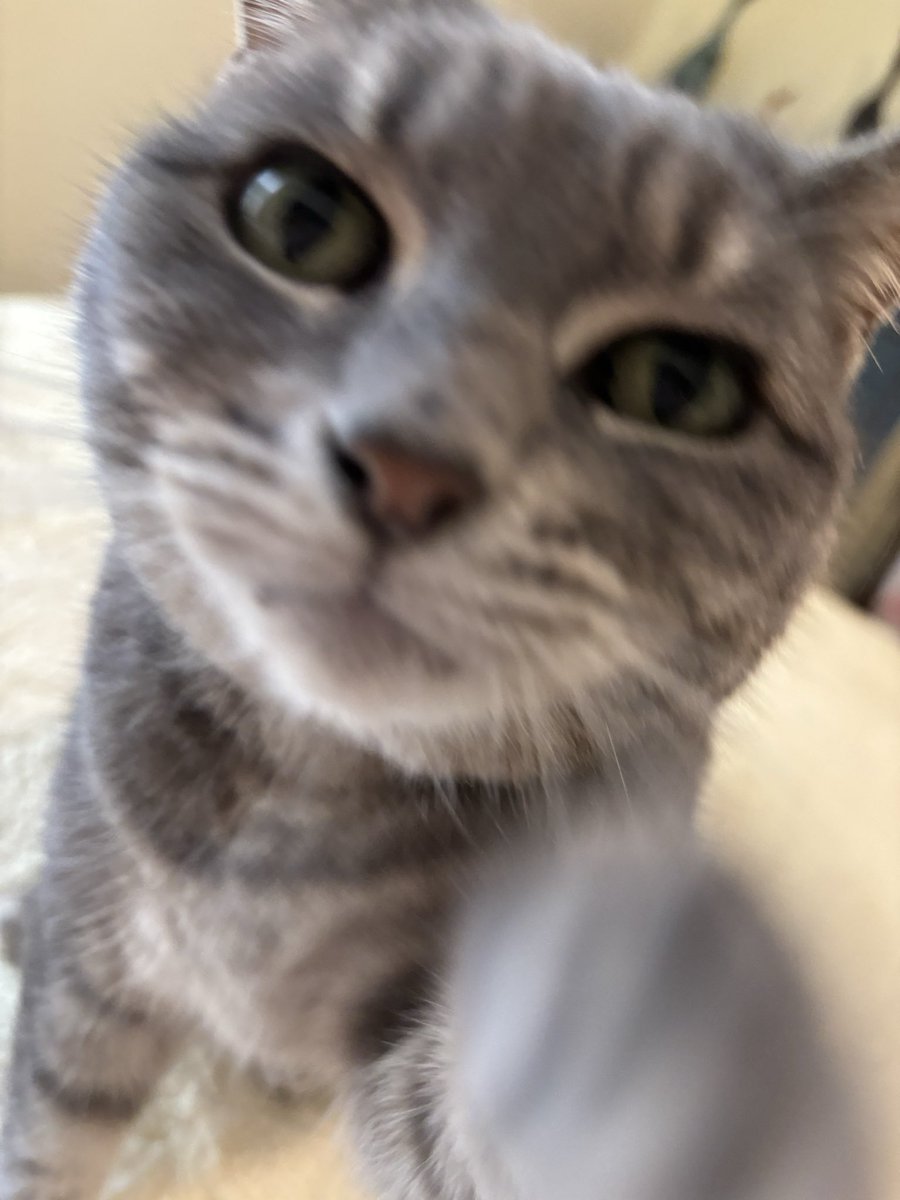 RedElf86's tweet photo. @sbzomer My sweet Pea 🐈‍⬛♥️ https://t.co/Y6NkweadZk