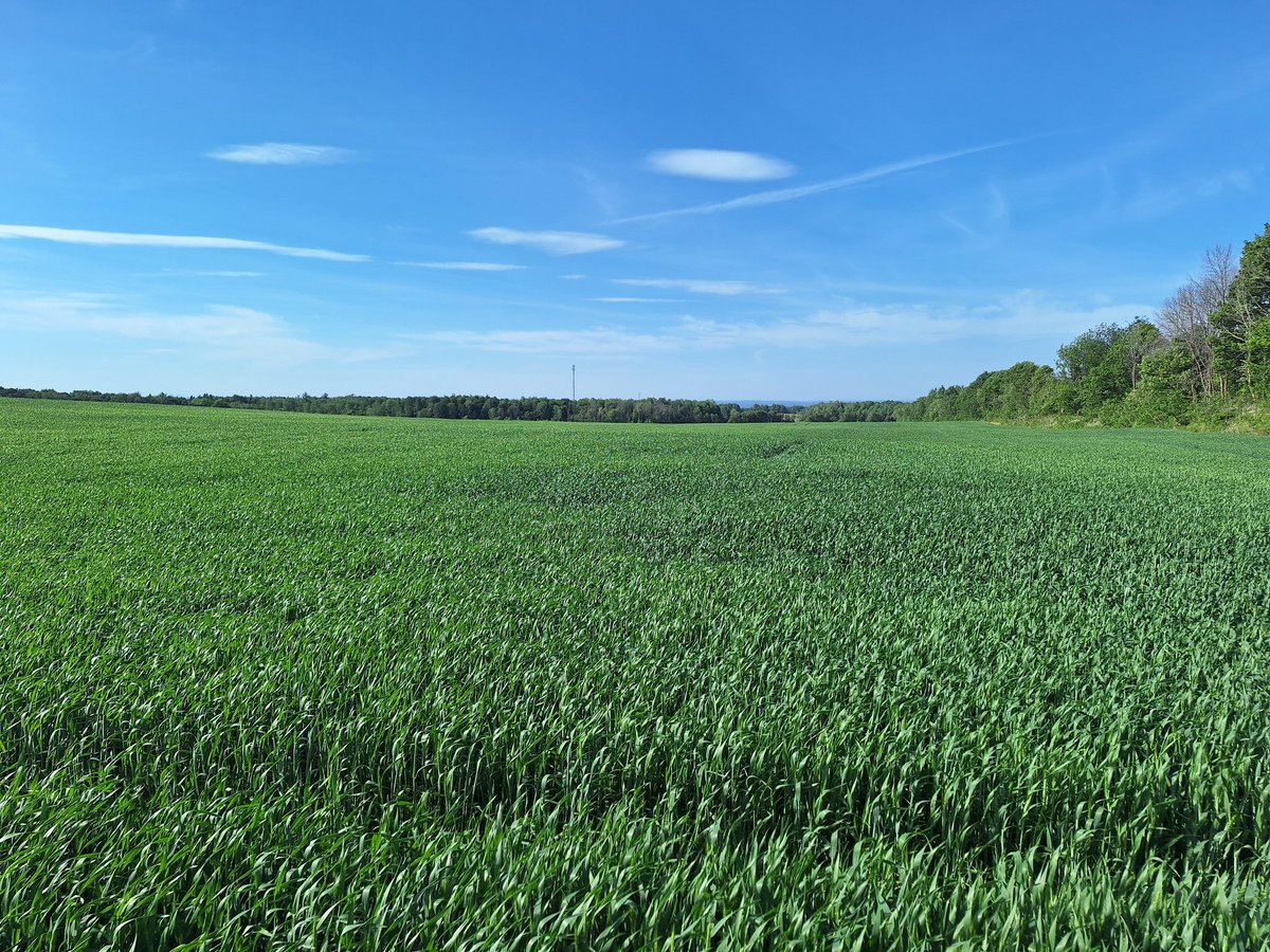 mathieu733's tweet photo. #wheat26 is coming nicely #ontag https://t.co/3wQ2Zh8WJ5