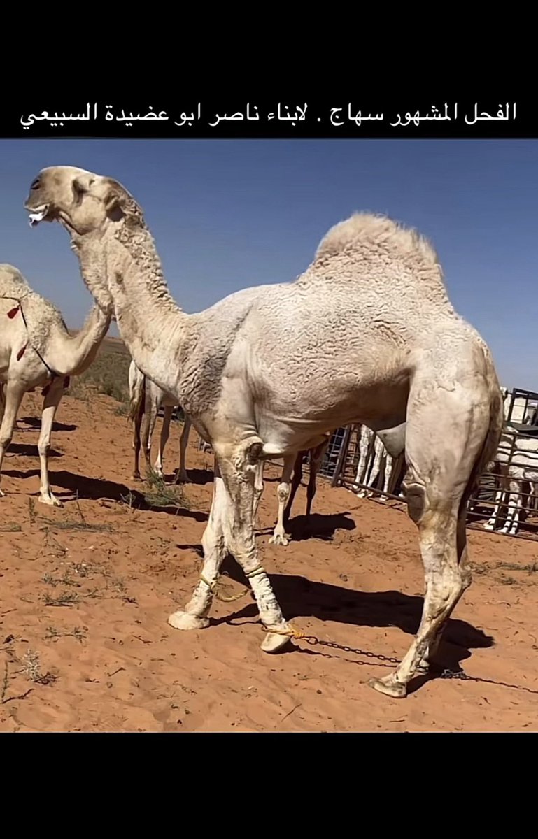 bdu503's tweet photo. ابارك لفيصل بن ناصر ابو عضيده المراكز الاولى في اشواط الضيوف في مزاين عجلات الشمال
بانتاج الفحل سهاج الله يبارك لهم 

شوط البكار لون الوضح 🥇
شوط القعدان لون الصفر والشعل 🥇 https://t.co/mf44Y4Zb6d