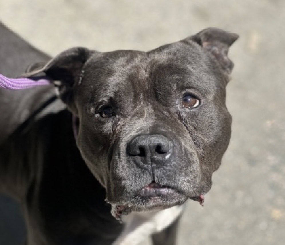 MoishesMom's tweet photo. ‼️ 🆕 Senior Pibble 💉🎯NYC ‼️

Zeus is an 8️⃣ year old gent who arrived at the Manhattan Pound in NYC 7️⃣ days ago…he’s 4️⃣2️⃣ pounds 

He’s a stray ☹️

Zeus’ Limited Bio ℹ️ 🔗 ⬇️

https://t.co/mHG5TlSiOj

This dapper dude is on the small side & may be suitable for city 🏙️ life 🙏🏻

There’s such sadness in his beautiful eyes…won’t you apply for him 💞

DM @notthesameone2 to get help navigating the ACC application process  💞 Zeus is a God💞
