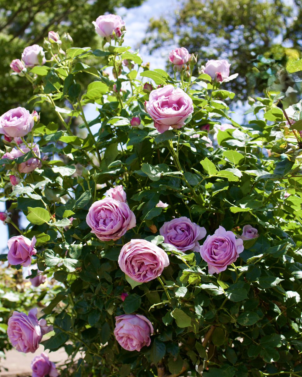 Sunny683634's tweet photo. おはようございます
💐〜𝐺𝑜𝑜𝑑 𝑚𝑜𝑟𝑛𝑖𝑛𝑔〜🌺
    #日々の記録 https://t.co/ycxkVDF3C5
