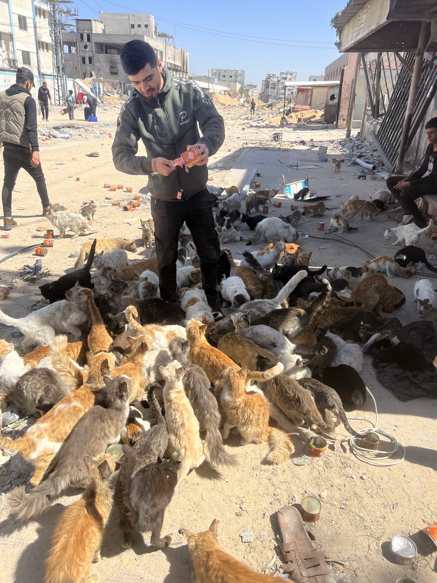 Salam animal care tweet media