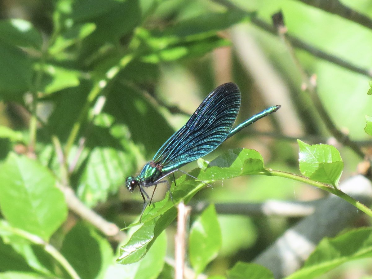 MikeRob66's tweet photo. A beautiful little Demoiselle https://t.co/19MhHFqQuk