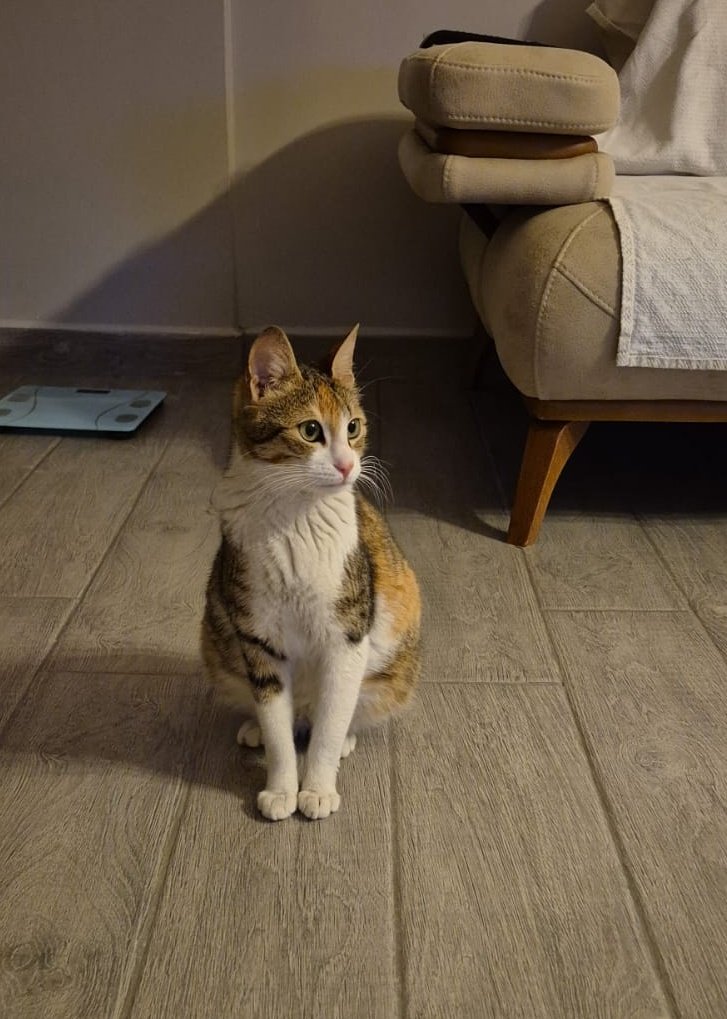 seniariyorken's tweet photo. Ben yol kenarında hamileyken bulundum. Güvenli, sıcak bir yuvada doğum yaptım. Bugün kısırlaştırıldım, ben iyiyim ama 2 ay önce doğurduğum bebeklerime kimse yuva olmadı. Benim güzel bebeklerime sıcak yuvanızı açar mısınız?
Hadi millet doğurması benden siz de bakıverin bi zahmet🤭 https://t.co/Afa5nK0vja