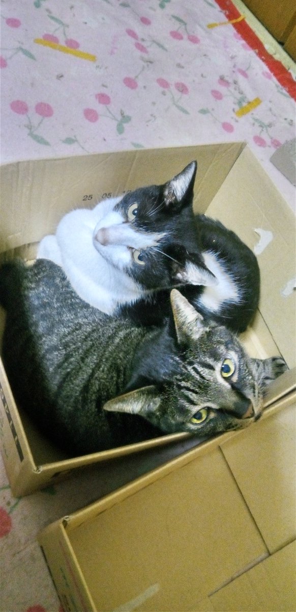 nekomarbo's tweet photo. 我が家 https://t.co/Nq0mLtfMYC
