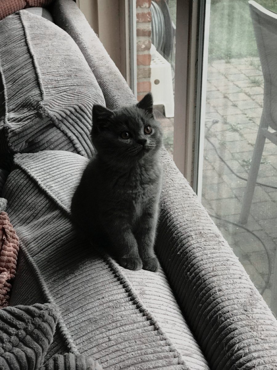 savouires's tweet photo. getting babysitted by these 2 while i'm engrossed in a new documentary. milly has decided gruesome crimes are her new fixation, and tilly is... well, she is just happy to watch me and her sister watch our show. 😅 https://t.co/RSYEwJt8QM