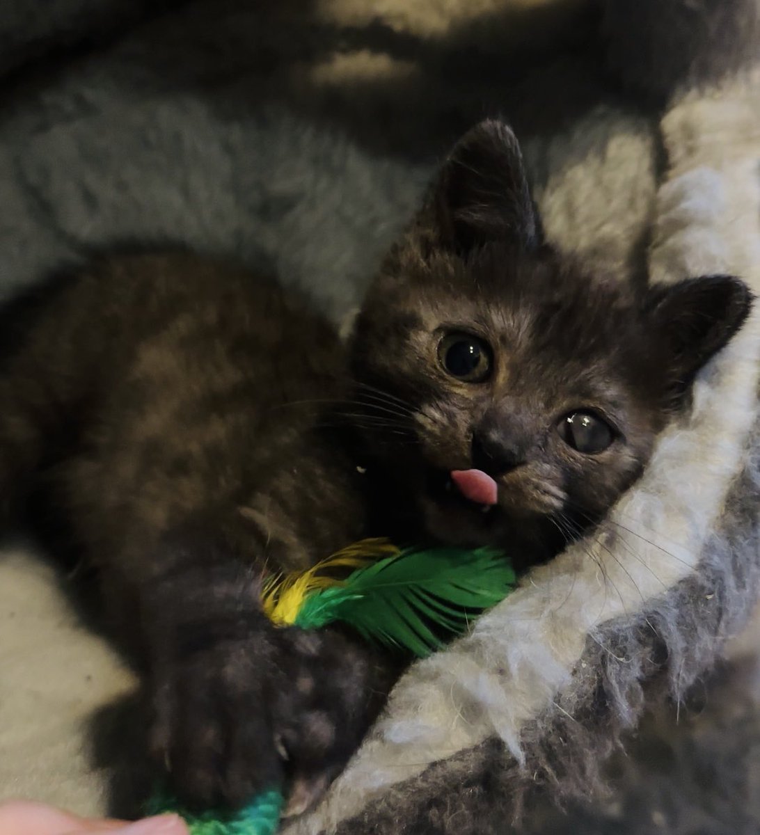 ediewirt's tweet photo. купить желанного котенка у Матиолы за овер прайс или подобрать слепыша у подъезда? https://t.co/jKliQdq3TT
