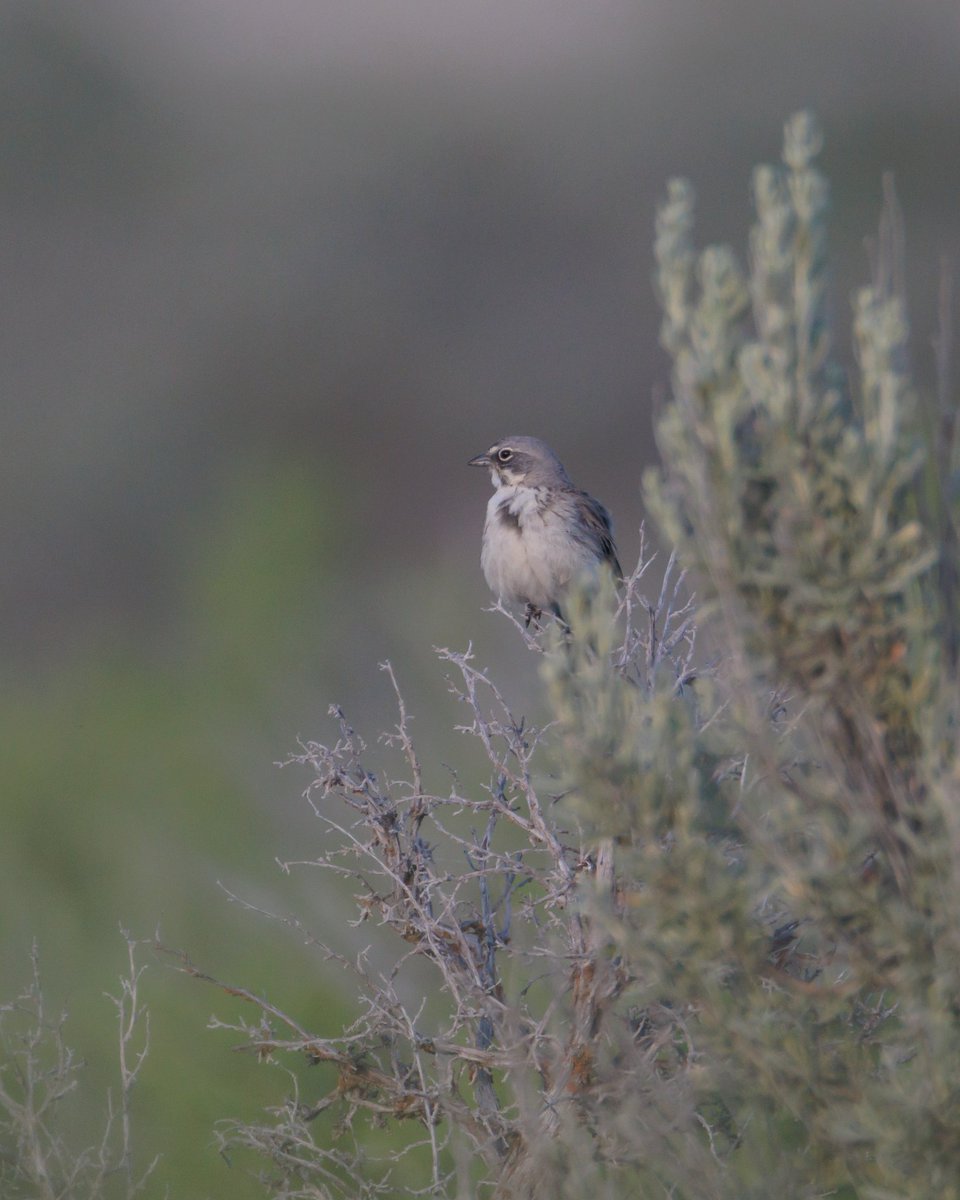 SceneKidSanta's tweet photo. sagebrush sparrow - one of my absolute favorite lifers from Malhuer NWR https://t.co/HH5j2jexxx
