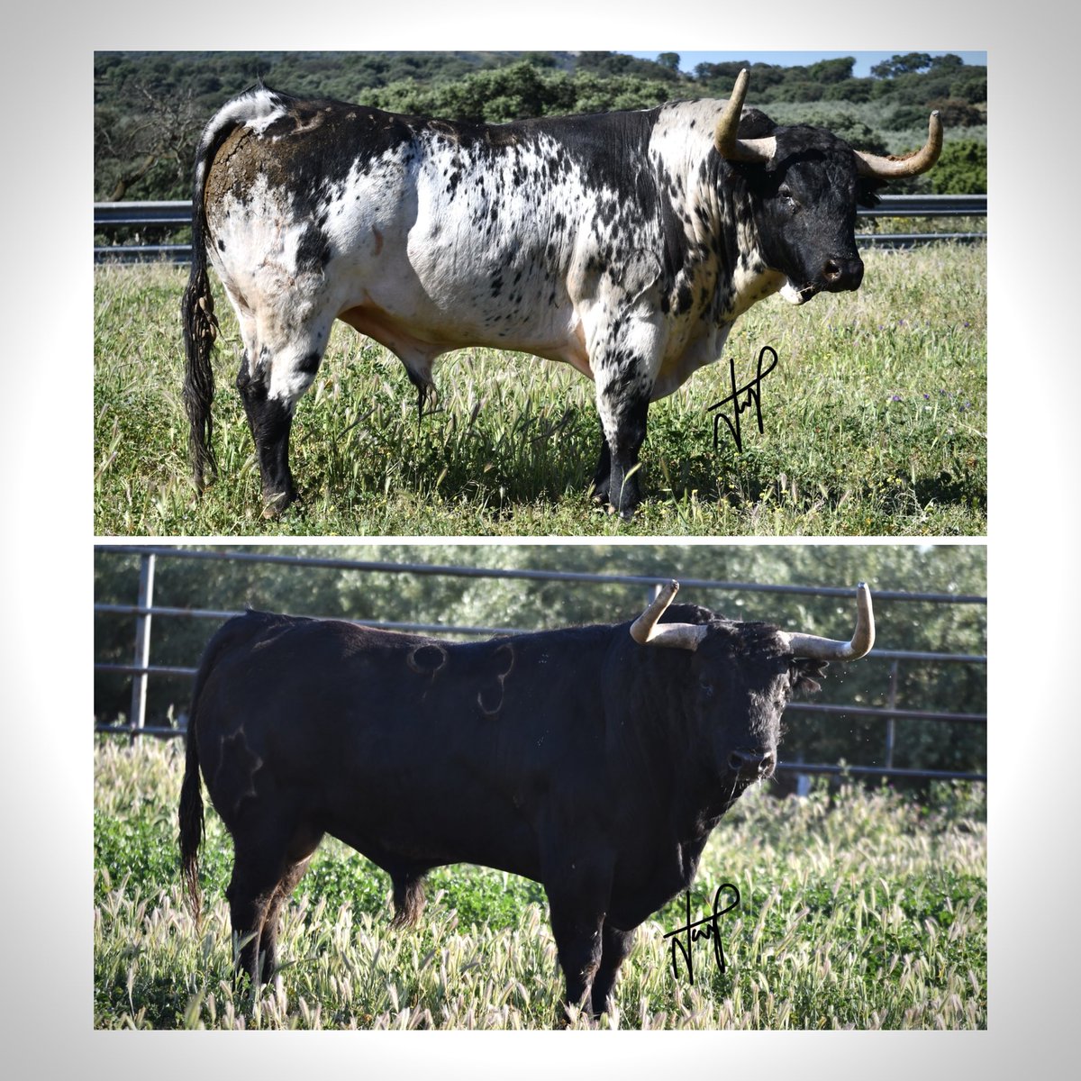JuanMalacara17's tweet photo. “Opaco” y “Lacerado” de Jandilla. Dos toros de triunfo. https://t.co/nHtecdKFcE