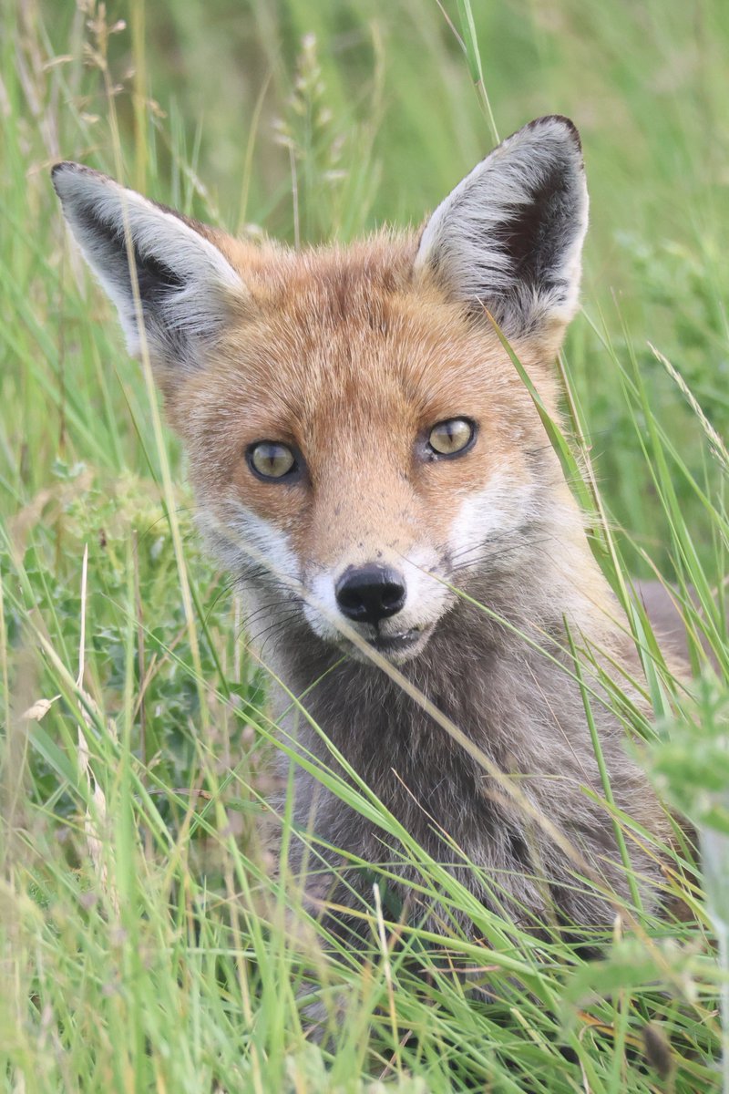 LittleBustards's tweet photo. A fox from Zinc Works Road this afternoon. 

@Teesbirds1
@teeswildlife
@nybirdnews
@BBCSpringwatch
@rspbengland
@Natures_Voice https://t.co/zYYMstBtO0