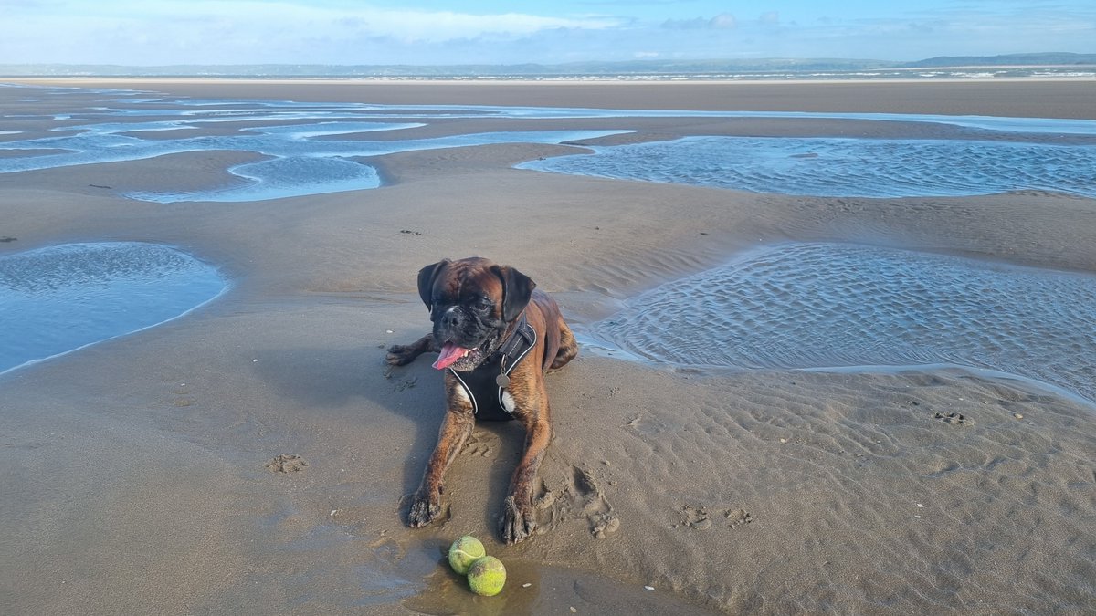 Superproprep's tweet photo. SANDY BALLS...

On Burry Port beach as a lovely end to the day. https://t.co/SsYXrtj1fW