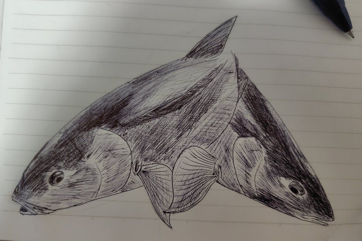 Alepisaurus's tweet photo. ウグイ https://t.co/1niD1RPPCK