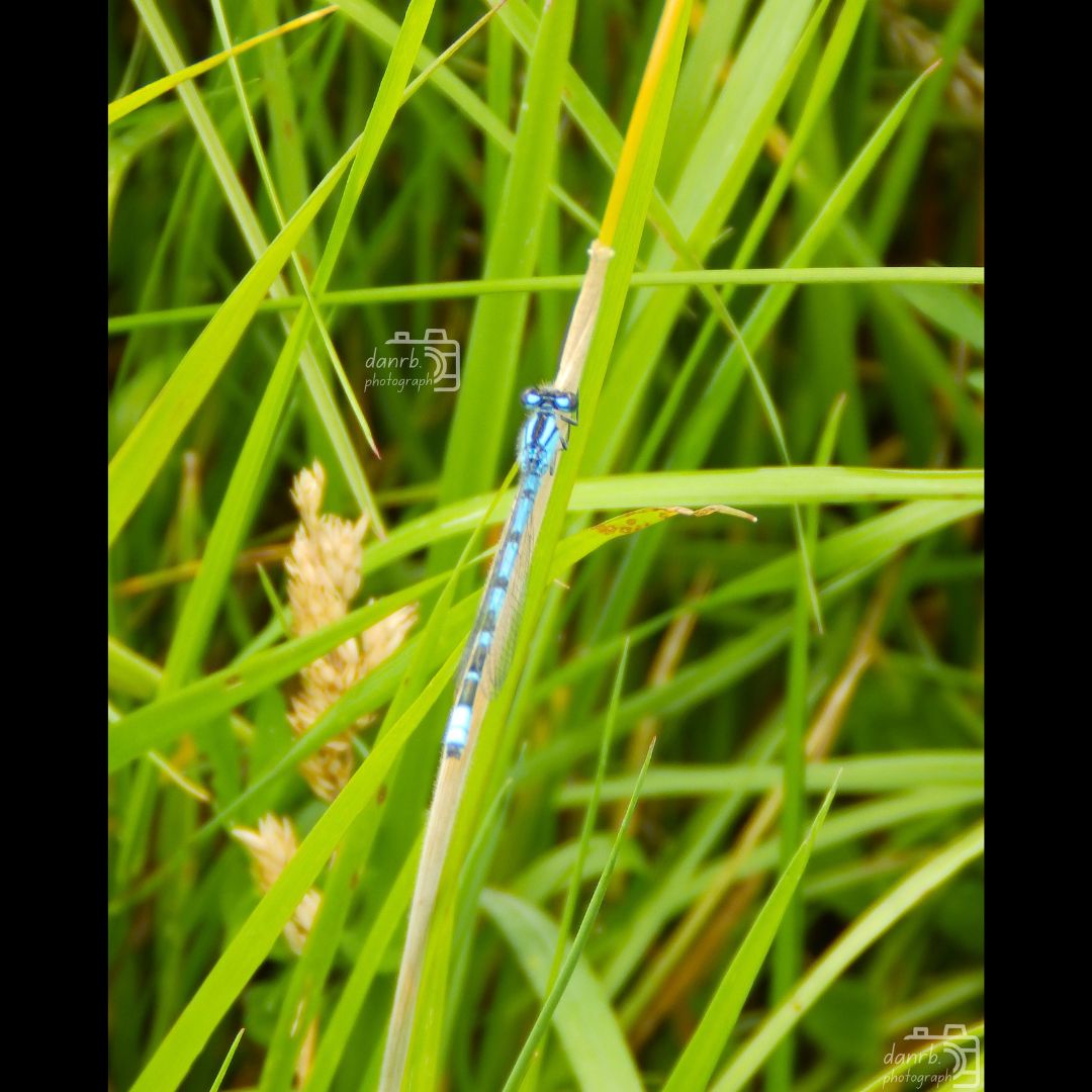 danrbphot0graph's tweet photo. Common Blue Damselfly!
#photography #insect #insectphotography #damselfly #commonbluedamselfly https://t.co/LRmMwQTczI