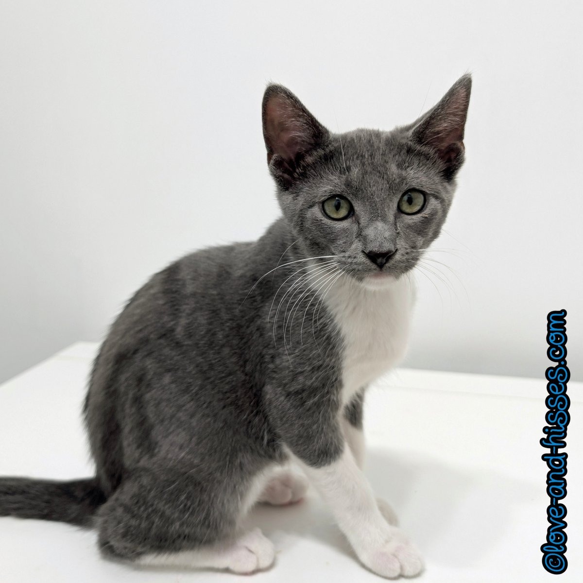 RobynAnderson's tweet photo. Tortellini is, indeed, still available for adoption. Her people need to hurry it up because her fur is so, so soft and it's not going to pet itself! (Email Forgotten Felines at INFO@FFHSV.ORG, or fill out an online application here: https://t.co/iVkY0u48r6 ) https://t.co/TPXm403QdZ