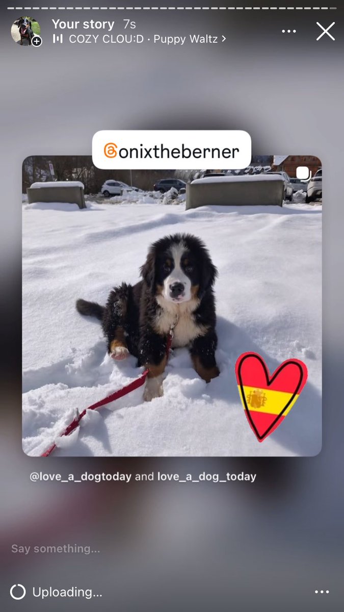 Anman248's tweet photo. Today’s puppies 

Follow on IG @love_a_dogtoday and @love_a_dog_today for the complete posts and profiles of these pups
.................
#dog #dogs  #loveadogtoday #loveadogday  #doglove #dogsoftwitter #twitterdogs #twitterdog https://t.co/e9nLYUSGio
