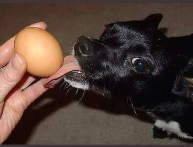 CSept25's tweet photo. @espera53474 @IAmTheMoncho @martin_dietsch @brendruskii Estás todo idiota tú. Yo no tengo interés en defender ningún régimen pero, es innegable que Rusia es el agresor. Y me muestras un caso de Ucrania como si en Rusia no hubiera reclutamiento forzado. Acá el único que parece interesado en defender a un régimen (al de Putin) eres tú https://t.co/LRTl7eac1e