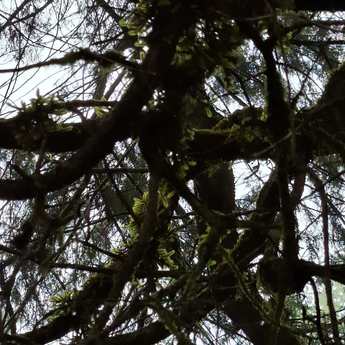 Ray_S08's tweet photo. #Ooty time to loose yourself. 
You are just a tiny twig in this vast universe. https://t.co/z3PzL3Gzpk