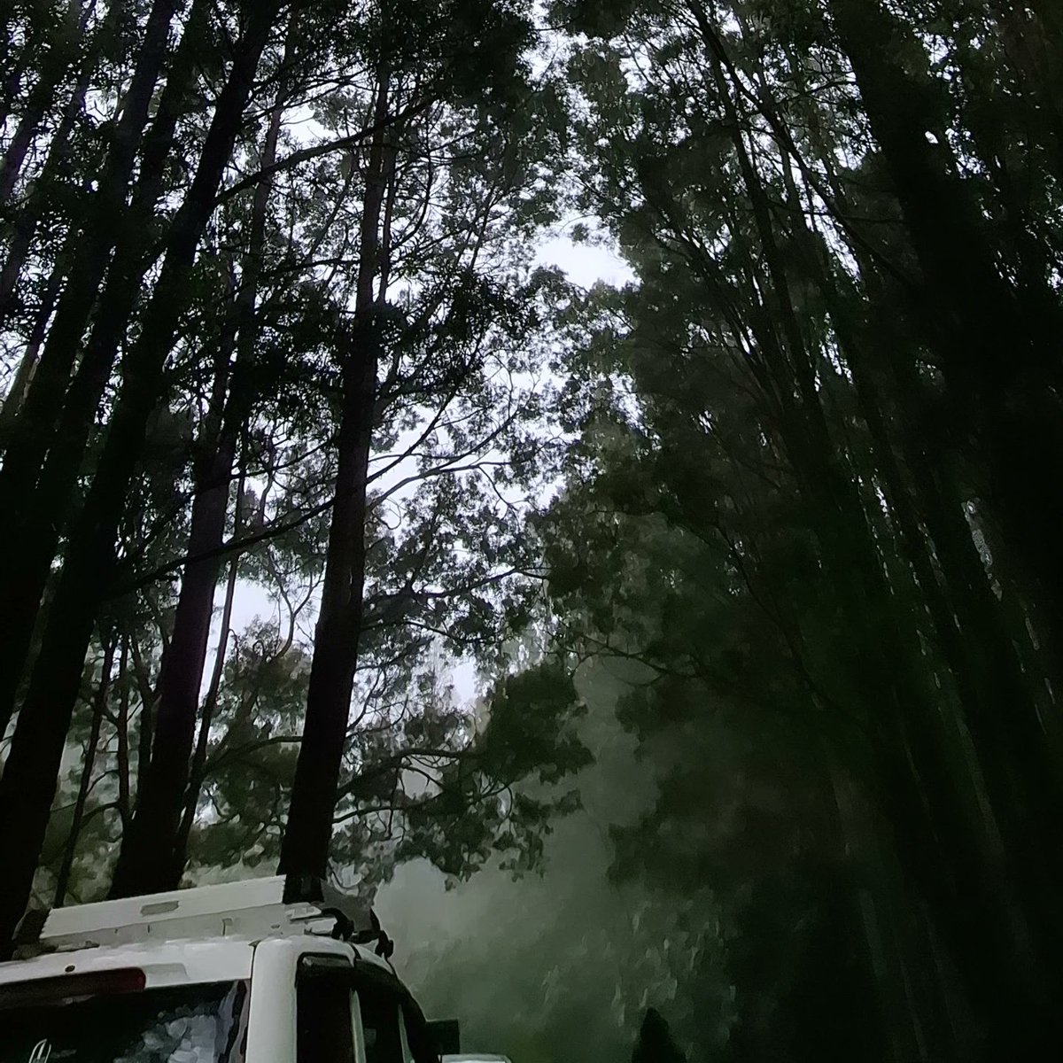 Ray_S08's tweet photo. #Ooty time to loose yourself. 
You are just a tiny twig in this vast universe. https://t.co/z3PzL3Gzpk