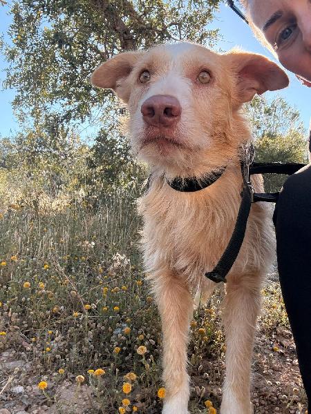 Pro_Ani_LaNucia's tweet photo. Leo tiene 1 año, es un mestizo rubio de pelo largo.
 Cariñoso, juguetón y feliz, se ha adaptado al parque con los otros perros y le encanta la gente. 
Si te gusta hacer senderismo, si eres una persona sociable que le guste hacer quedadas con mas perros, es perfecto para ti https://t.co/V8bwsvRQLy