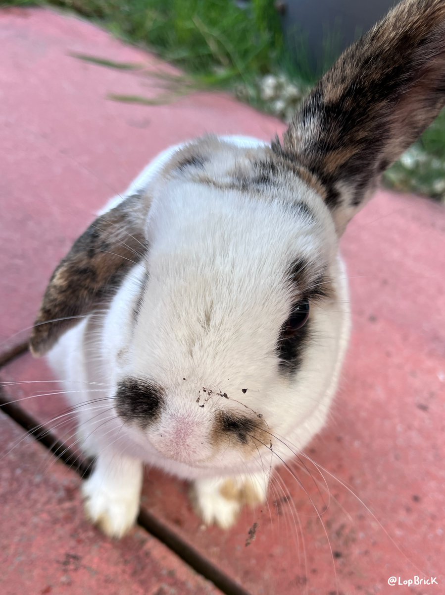 lopbrick's tweet photo. Cobwebs are a fashion statement, didn't you know? 🐇🧱 #cuteanimals #pets #rabbits https://t.co/gQoSB1bLmz