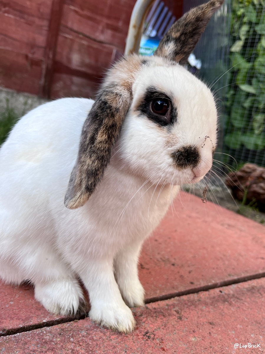 lopbrick's tweet photo. Cobwebs are a fashion statement, didn't you know? 🐇🧱 #cuteanimals #pets #rabbits https://t.co/gQoSB1bLmz