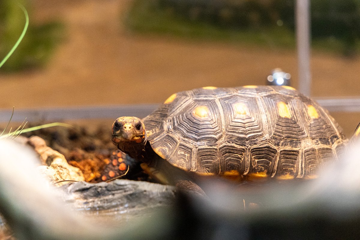 orcoastaquarium's tweet photo. Your chances of being judged by a tortoise are low, but never zero.
🪪Red footed tortoise
📍Amazon Basin Exhibit
#chances #neverzero #OregonCoastAquarium #Amazon https://t.co/MIcpCzTJC2