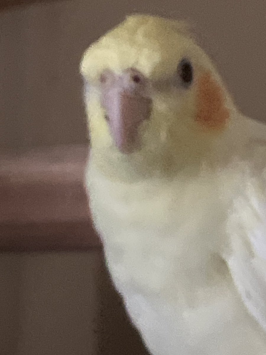 cryingbasil tweet media