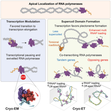 MolecularCell's tweet photo. Apical localization of RNA polymerases modulates transcription dynamics and supercoiling domains revealed by cryo-ET https://t.co/wTLYzNHHGg https://t.co/RLcIEdOsh5