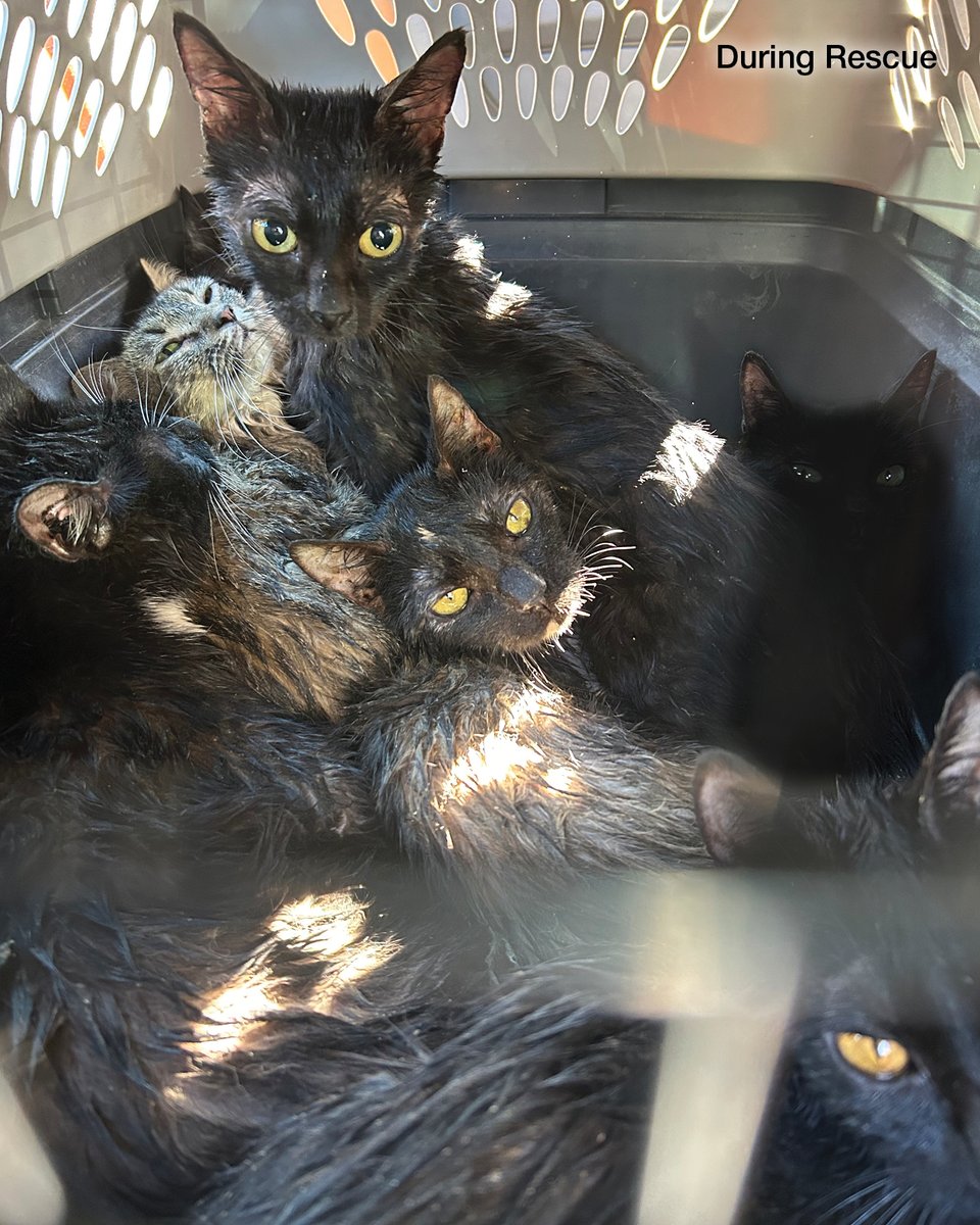 alleycatallies's tweet photo. ‼️UPDATE: 7 cats rescued from a sealed bin in San Antonio were saved and adopted. But justice still must be served‼️

Alley Cat Allies is offering a $10,000 reward for any information leading to the arrest and conviction of anyone responsible for sealing cats into two plastic bins to die in February of 2026.

Anyone with information is urged to call 311 and ask to speak with a San Antonio Animal Care Services (ACS) investigator. Learn more here: https://t.co/gVr25iCvef

The seven cats saved were cut out of one of the bins just in time to be rushed to lifesaving medical care. Now, all have been adopted into homes where they can heal. Munchkin was the last to find a family just two weeks ago.

However, every cat in the second bin passed away before they could be rescued. This horrific act of cruelty cannot go unpunished. We are fighting in their memory and seeking the maximum sentence for all involved.

As an ACS spokesperson said: “Given the generous Alley Cat Allies reward in connection with this case, we are hopeful the reward may encourage anyone with information to come forward and assist investigators."