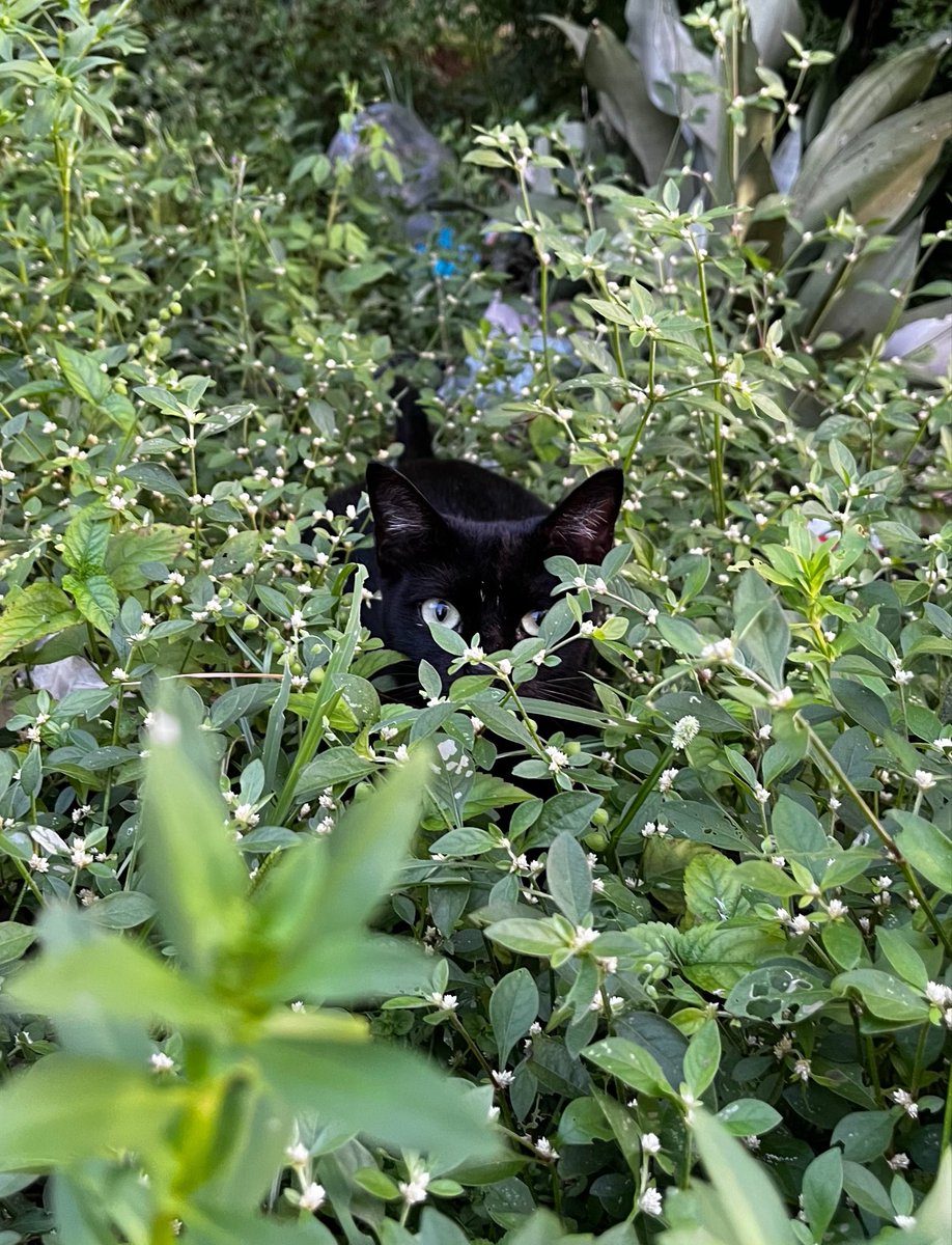 _pxdros's tweet photo. @zcahverse gatinho de rua https://t.co/D8Uc3wJHds