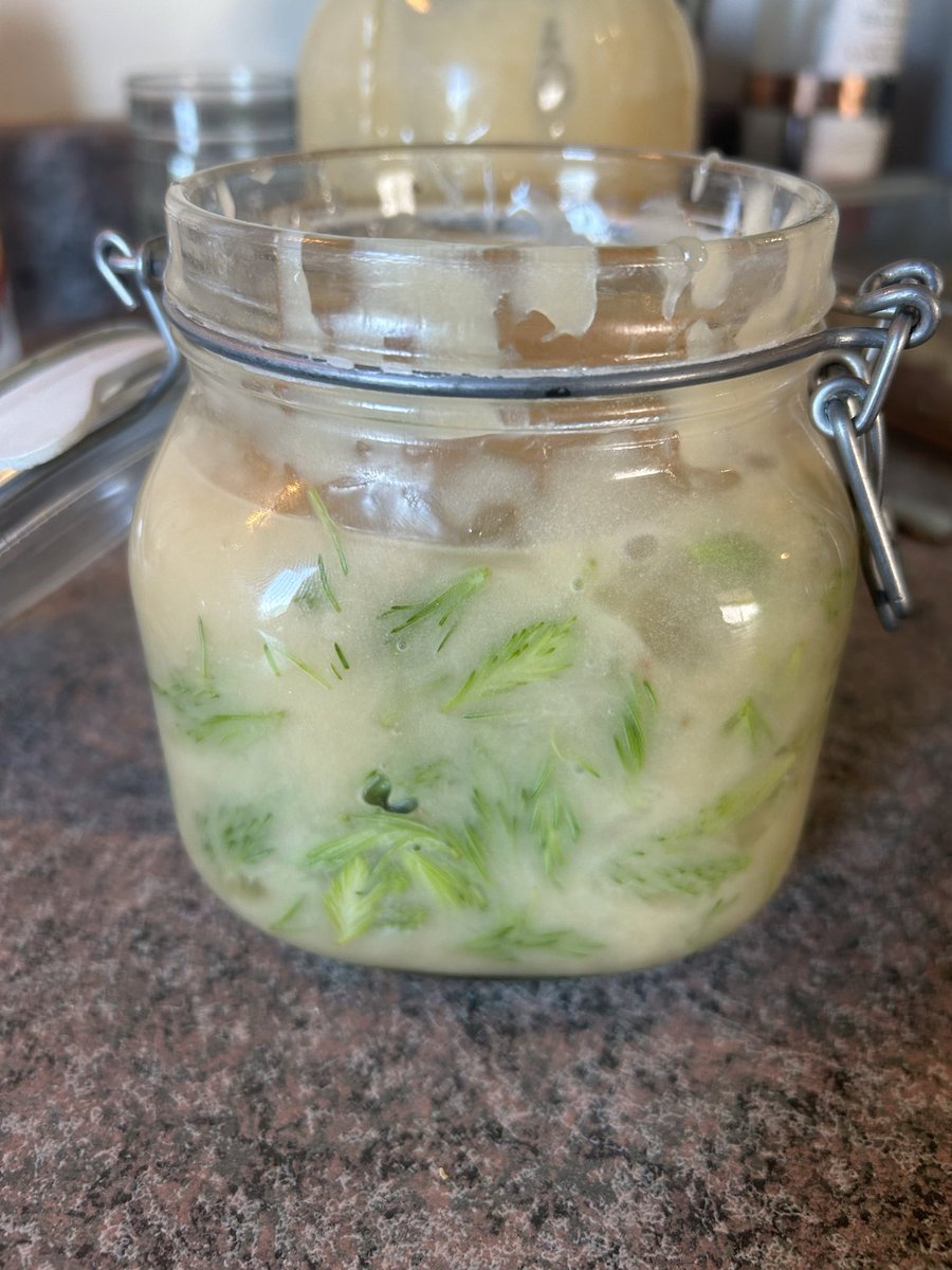 AtavisticCroft's tweet photo. We love eating spruce tips fresh as well as in tea. After chatting with @daybreak957, I searched my brain for a good way to preserve them.

I love preserving garlic, ginger, and turmeric in raw honey, so thought maybe I would try that! I will also be trying in olive oil, but I do not think the spruce tips will keep quite as long that way, I am not sure though. I know the flavours will be lovely together.

When preserving in honey, make sure it is RAW honey, and ensure that all parts of the plant being preserved are completely covered in the honey. 

I will let this ferment for at least a month before trying it!

See attached post for how we sustainably forage our spruce tips!

🌲 🍯