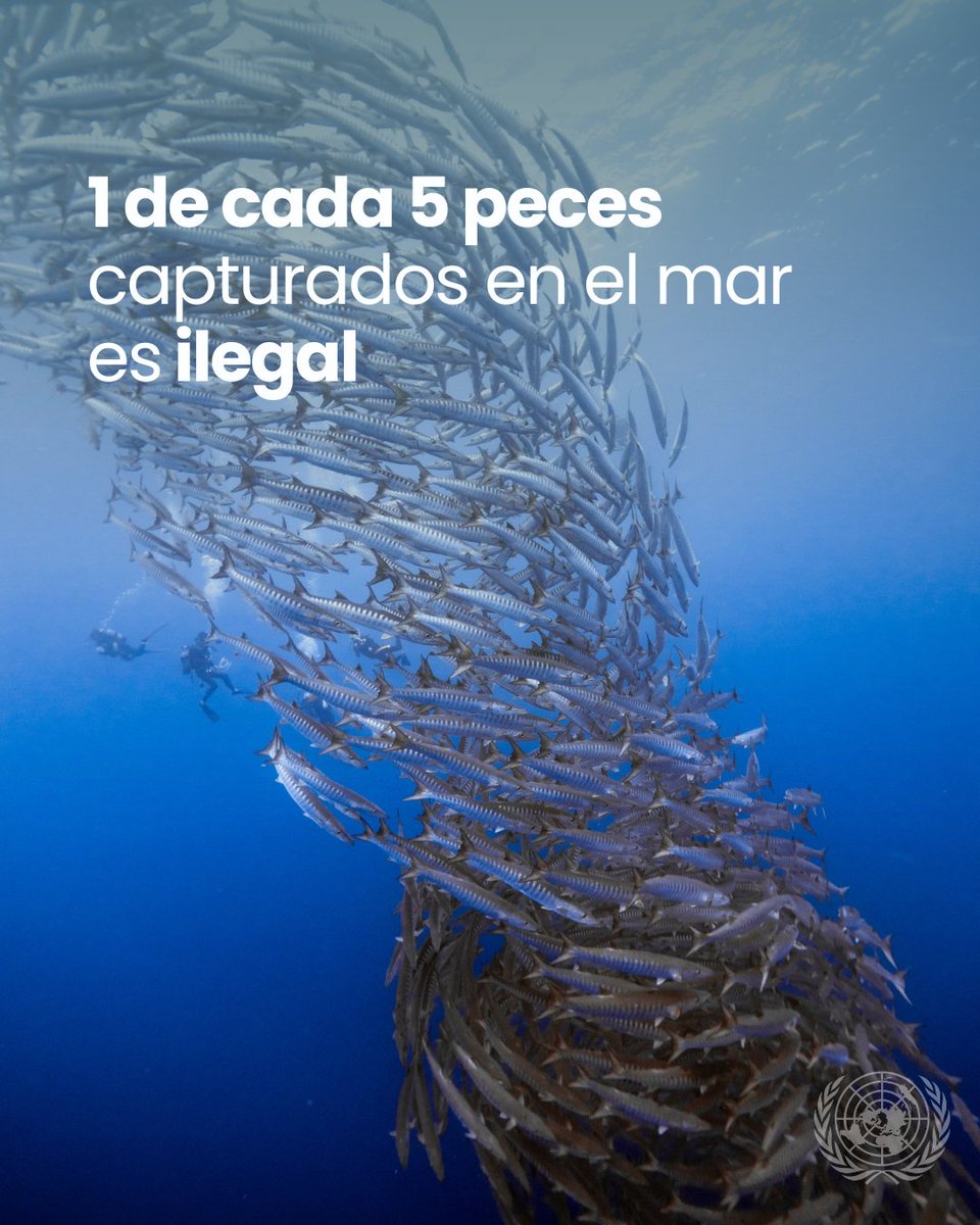 ONU_es's tweet photo. Sin pesca sostenible, no hay océanos saludables.

En este Día contra la Pesca Ilegal, recordamos un dato alarmante:
1 de cada 5 peces capturados en el mar es ilegal.
La @FAOenEspanol trabaja para combatir esta práctica y proteger nuestros océanos. #SalvemosLosOcéanos 

https://t.co/owxXDUQ9J5