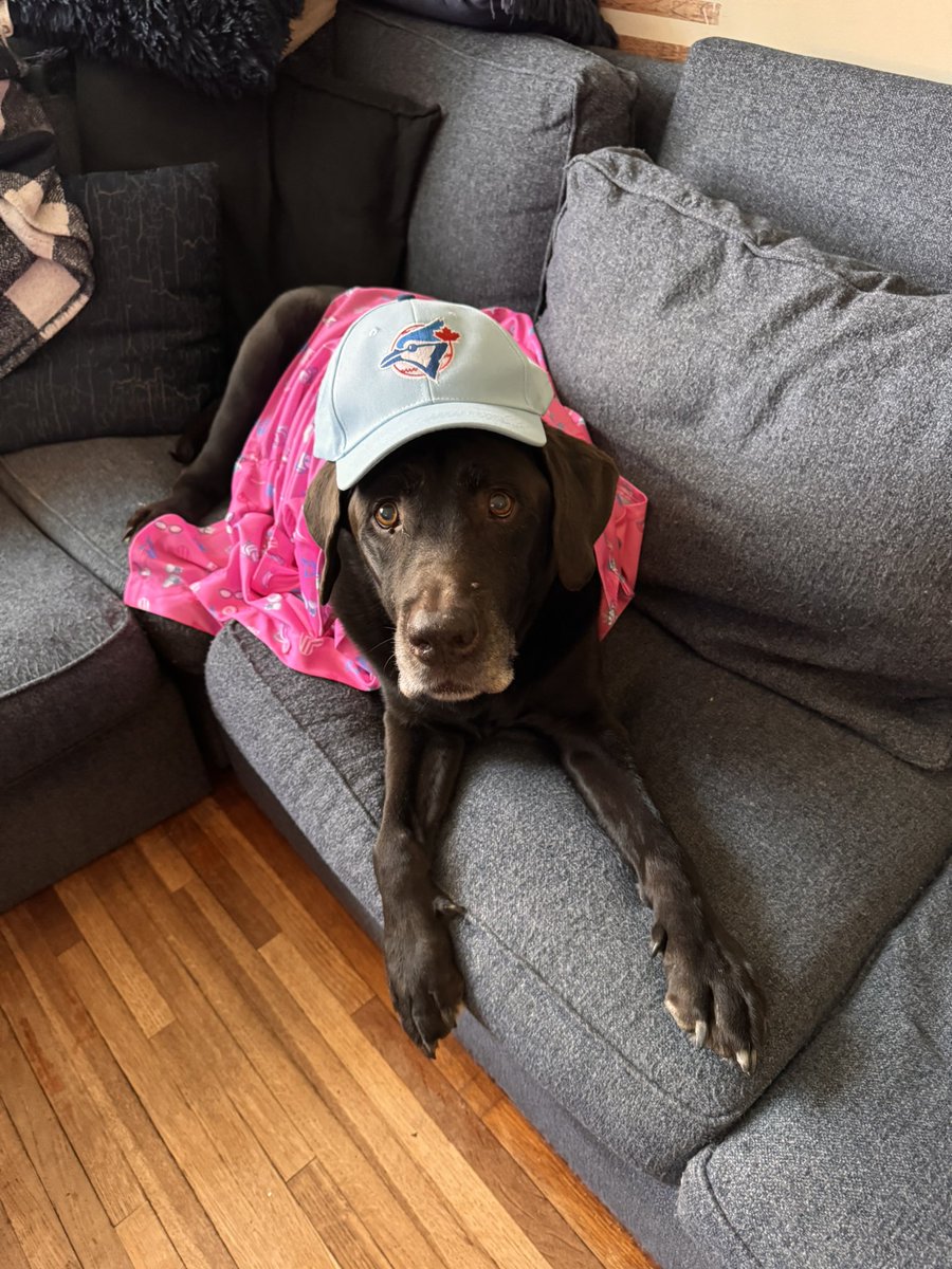 DanielMurton's tweet photo. @DannySpxp Wallace says hi. https://t.co/9Ly8J3NcK5
