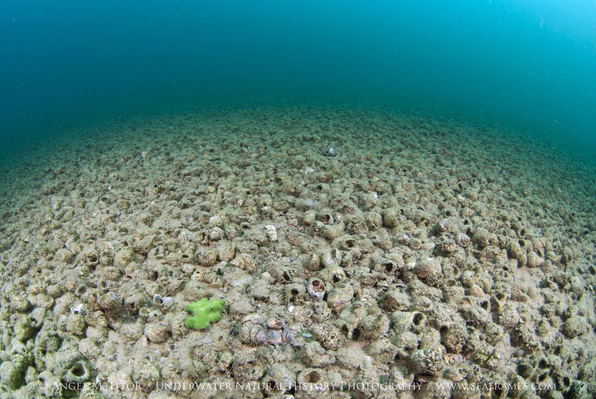 CarmineWilding's tweet photo. Animal of the Day:

Lake Tanganyika Shell-Dwelling Cichlid!

In the East African rift, in of one of the world’s oldest, largest and deepest lakes, parts of the lake bottom are covered in millions of discarded shells from crustaceans that came before.  

But this is no… https://t.co/GVFJPcAj6j