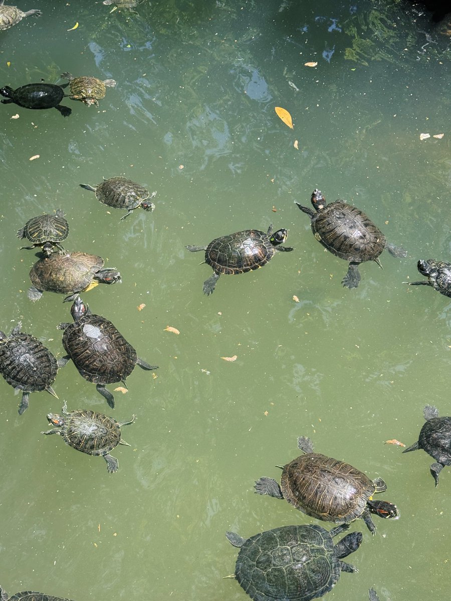 saltwatermp3's tweet photo. GIRLS!!!!!! Gather round. Let’s turtle watch https://t.co/V0eOTbWjLr