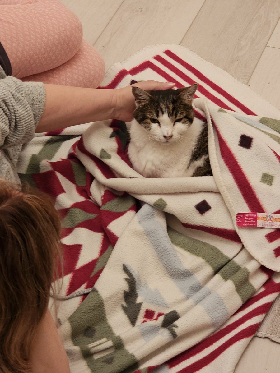 4KevinBoyle's tweet photo. @BasedBlondex @veganfitnessric Our cat Abbey passed away the day after this photo was taken. I have no doubt where she is now. https://t.co/BSZYw5T3c8