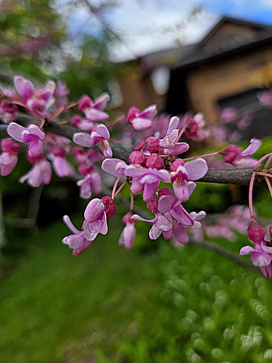 SojkaAnn's tweet photo. Spring wrote this moment in pink.
#SpringFlowers
@Grampa1950 https://t.co/iATCFKYQ56