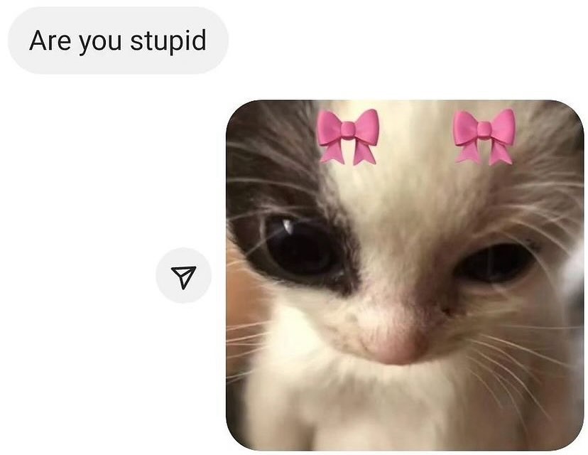 Punch Cat tweet media