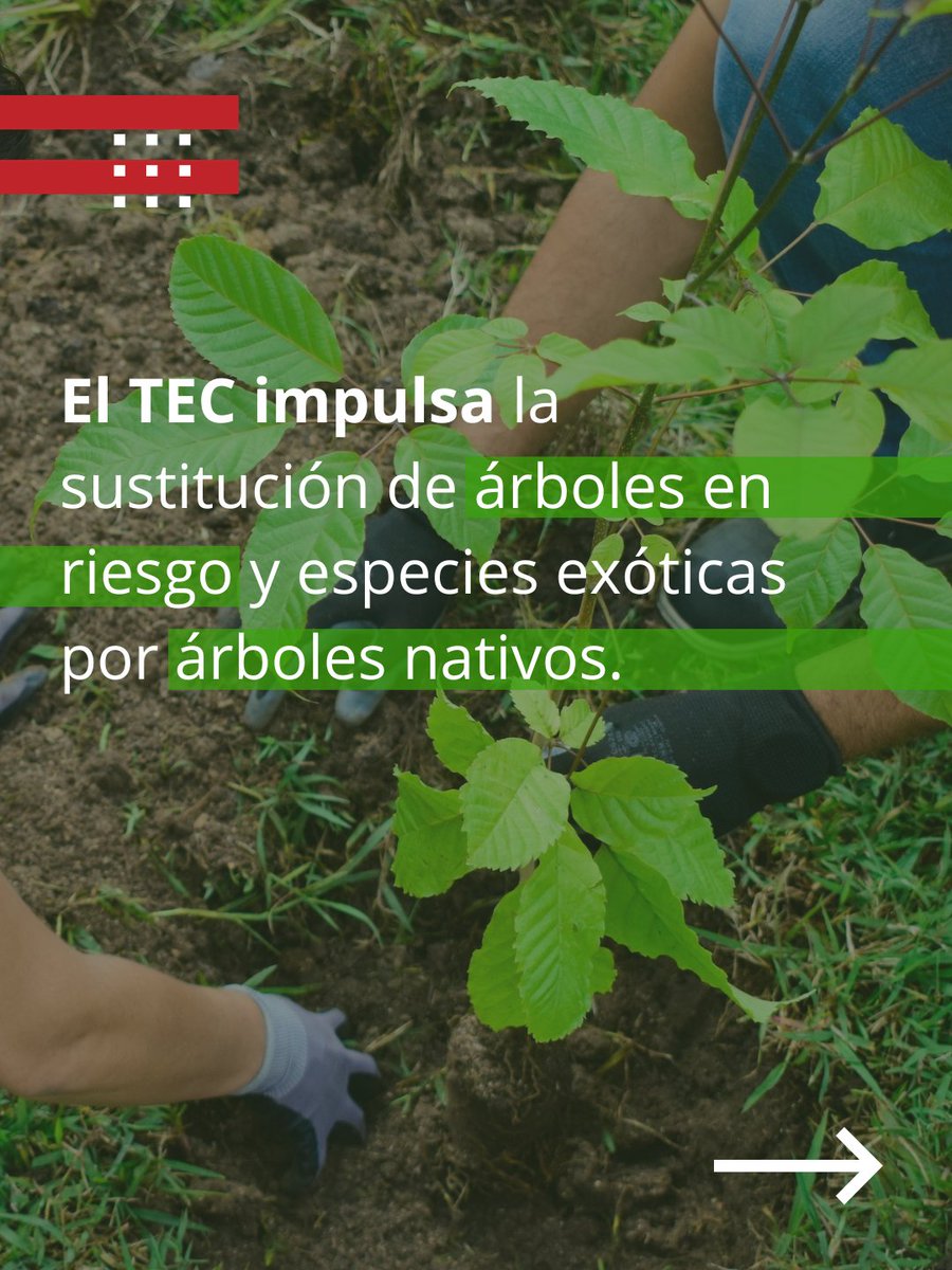 Teccr's tweet photo. Desde 2025, hemos plantado más de 520 árboles nativos en el Campus Tecnológico Central Cartago 🌱 Sustituimos especies en riesgo, fortalecemos la biodiversidad y construimos un campus seguro y sostenible. Cuidar el ambiente es actuar hoy. #DíaDelAmbiente #Sostenibilidad #SomosTEC https://t.co/KJ3wh3OEpq