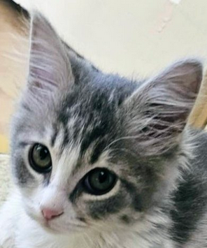 lvl99Lancer's tweet photo. Belki ben öyle görüyorum ama verilmek istendiğini anlamış gibi bakmış sanki. Yüzündeki ifade bi bana mı öyle geldi? Kalp kırığı, hayal kırıklığı değil mi bu ya?
YUVA https://t.co/OqQTIdmx3a